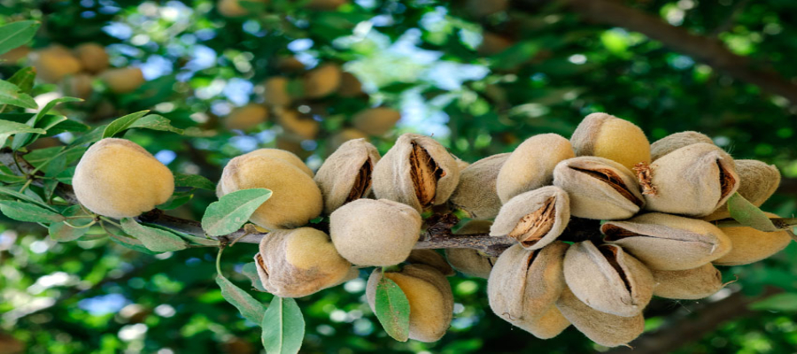 California Almond Plant