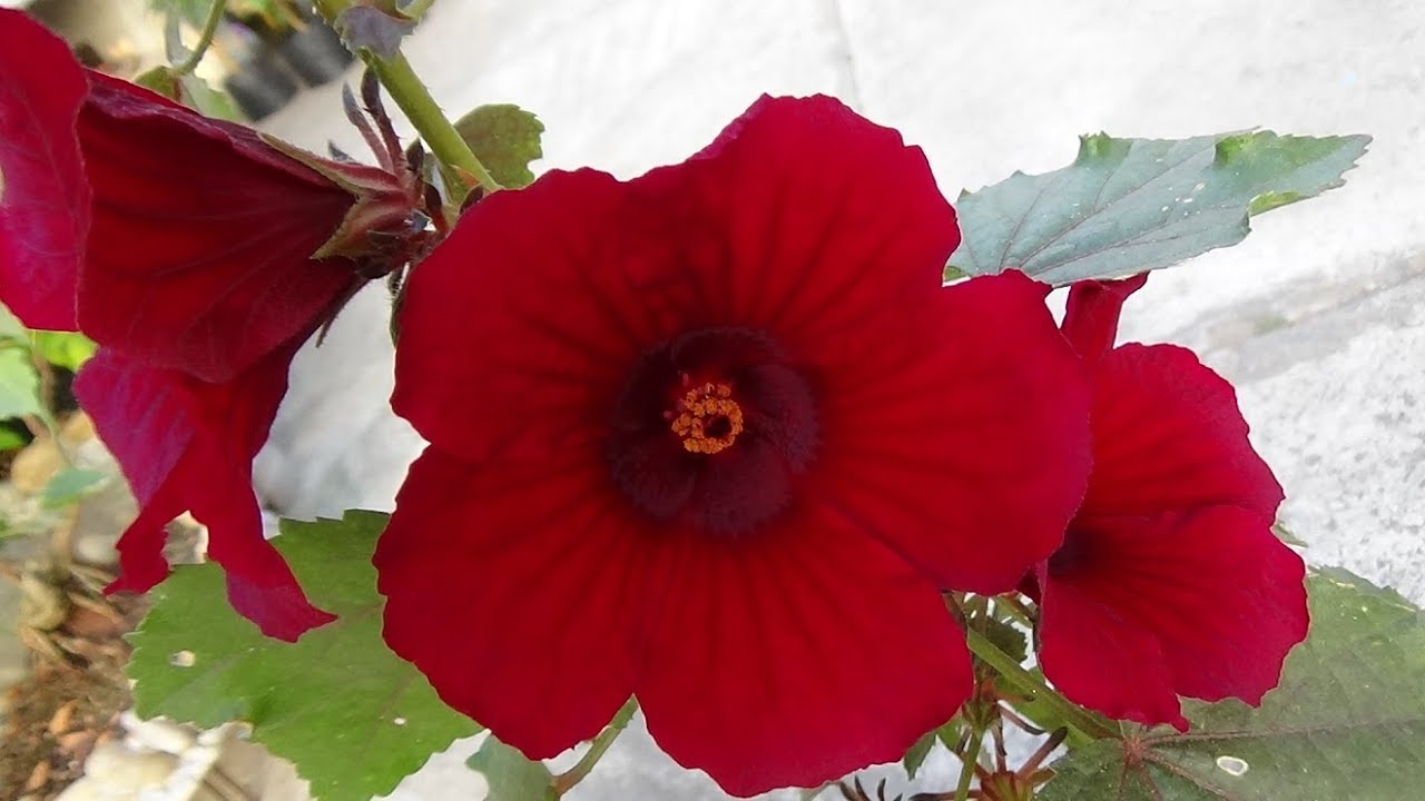 Cranberry Hibiscus Plant