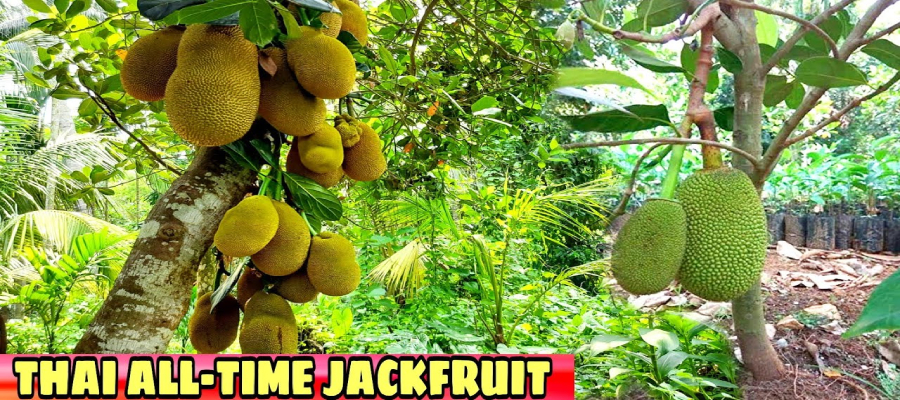 Thai Jackfruit Plant