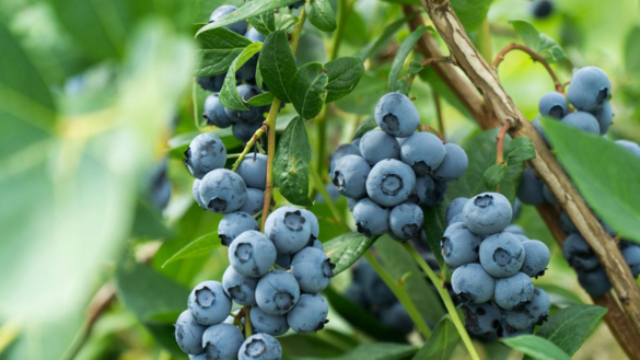 Blueberry Plant