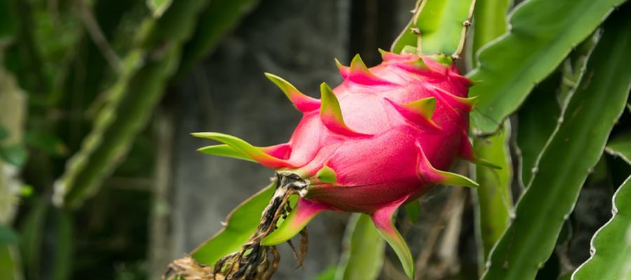 dragon fruit