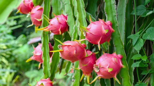 Dragon Fruit