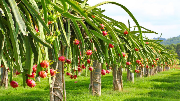 Dragon Fruits Plants