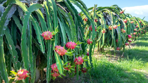 Dragon Fruit Plants