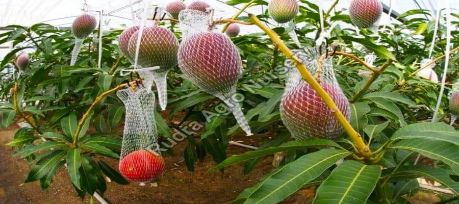 Miyazaki Mango Plants