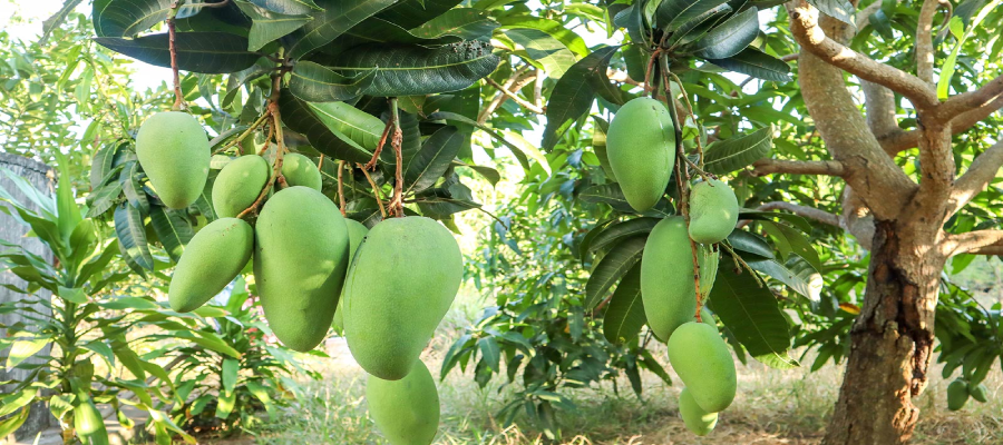 Noorjahan Mango Plant