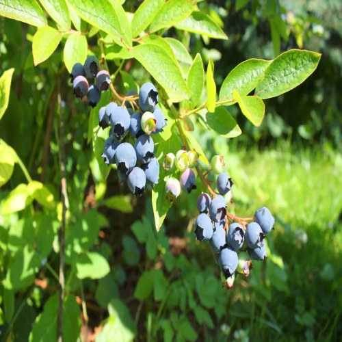 RED MULBERRY