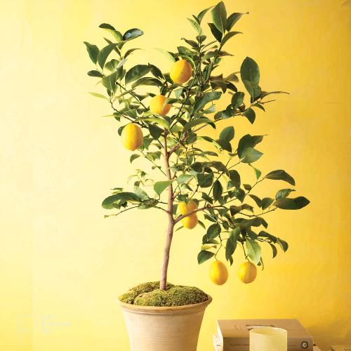 Hybrid Lemon Gandharaj Lemon