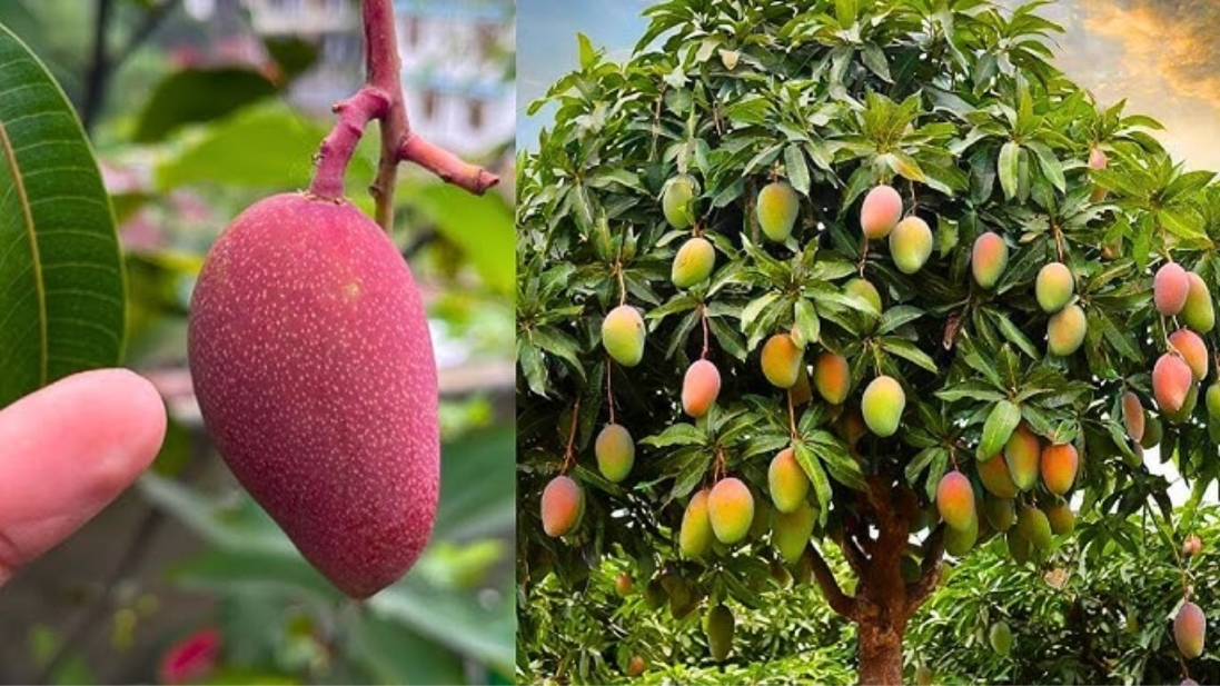 Nuts Seeds Plant