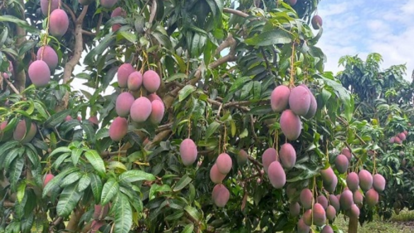 Miyazaki Mango Plant