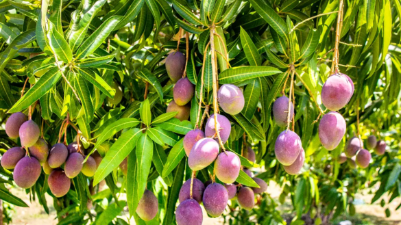 Miyazaki Mango Plant