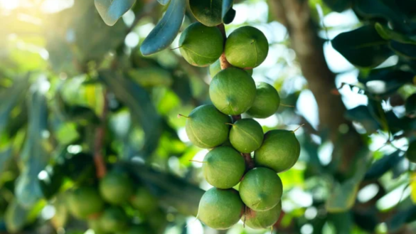 Nuts Seeds Plant