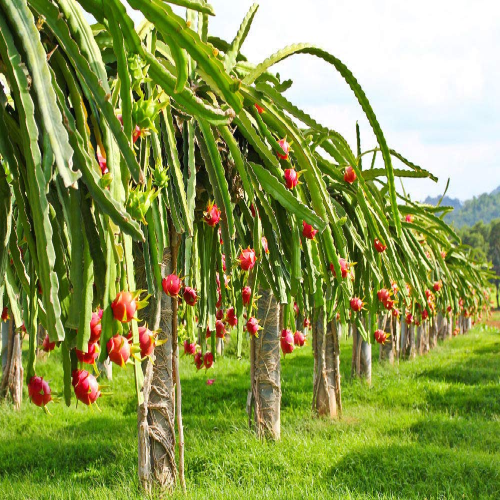 Red Dragon Fruit