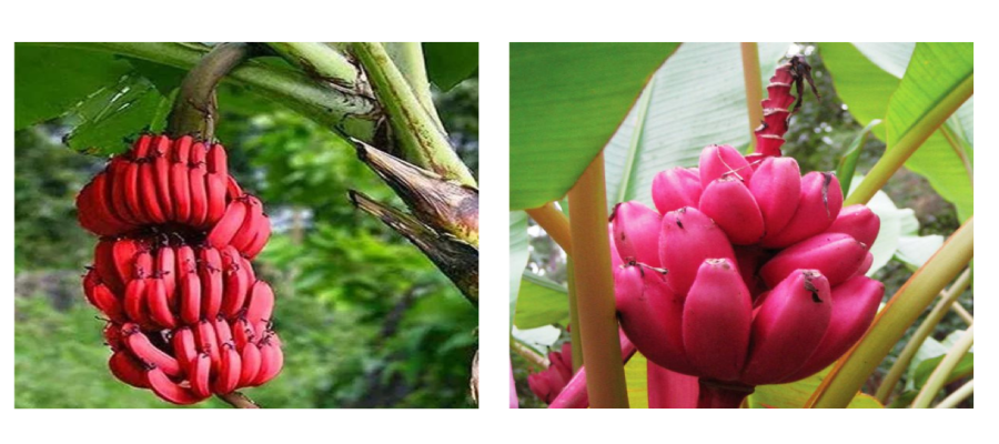 Red Banana Fruits