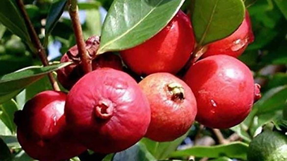 Rudra Red Guava Plant