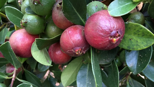 Rudra Red Guava Plants