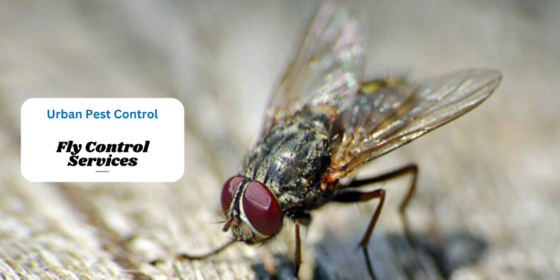 Fly Pest Control Services