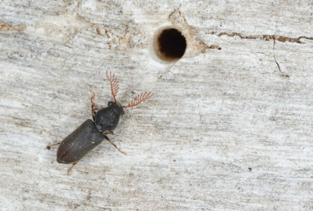 Wood Borer Control Services image 2