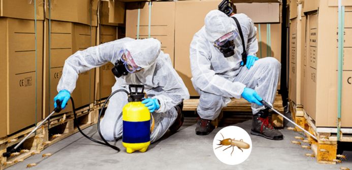 Termite Control Services in Faridabad