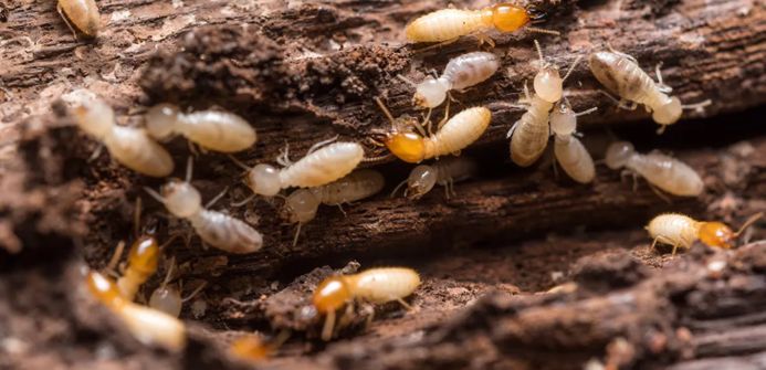 Termite Control Services